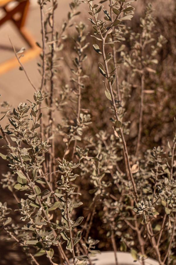 فندق Encuentro Guadalupe المظهر الخارجي الصورة