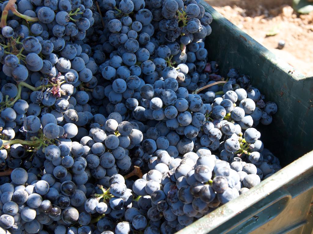 فندق Encuentro Guadalupe المظهر الخارجي الصورة